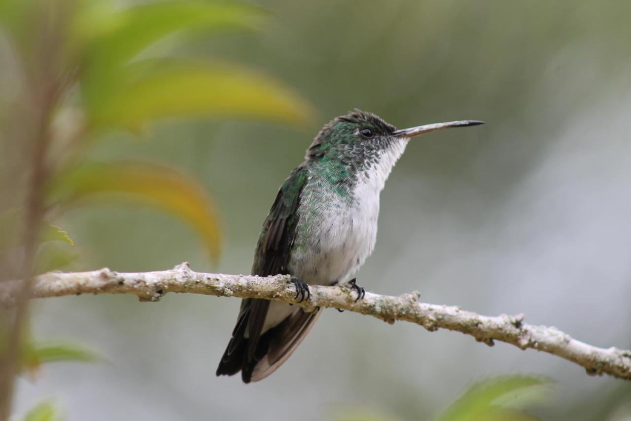 Pousada Colibri 모로데상파울루 외부 사진
